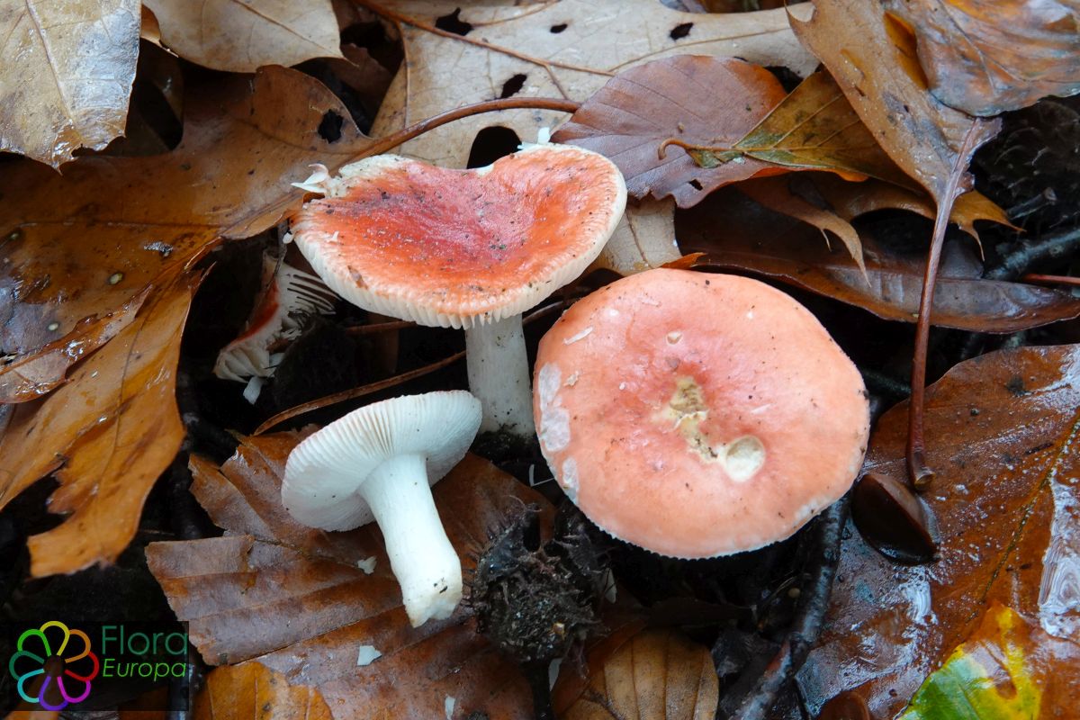 Braakrussula s.l.