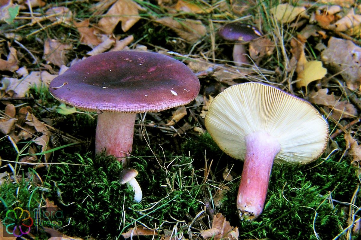 Duivelsbroodrussula
