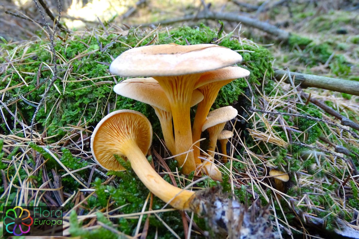 Valse hanenkam