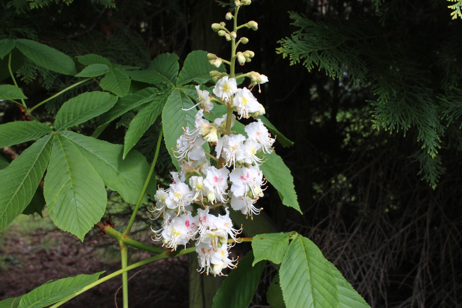 Witte paardenkastanje
