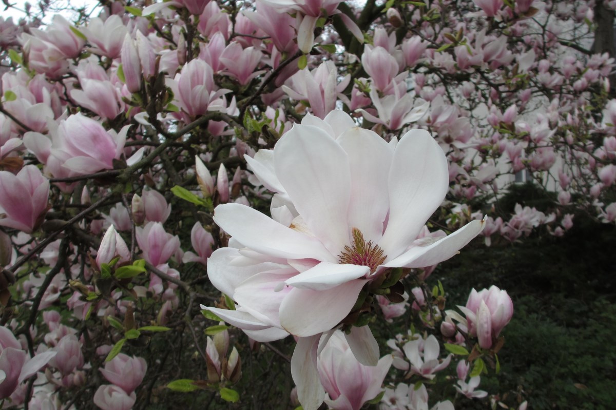 Magnolia