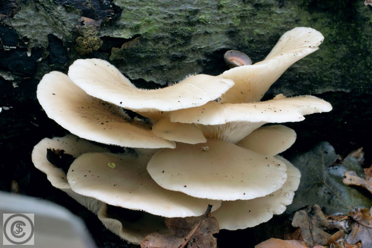 Bleke oesterzwam