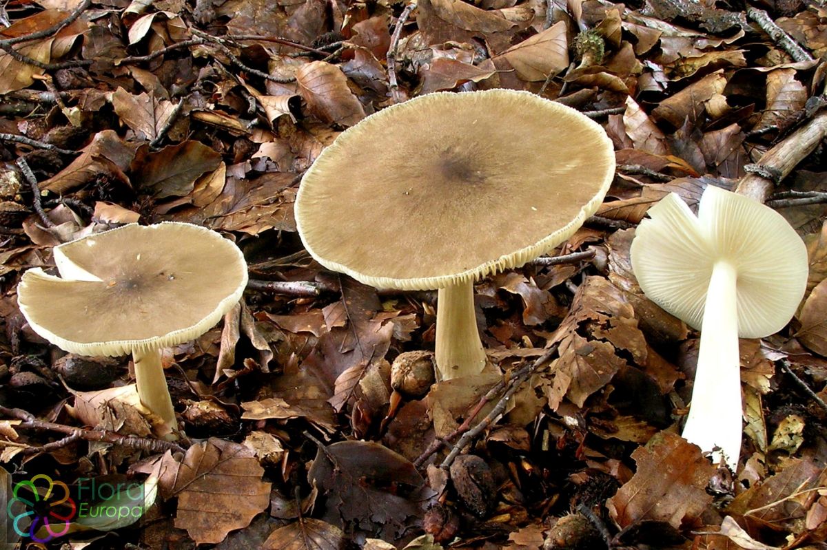 Breedplaatstreephoed