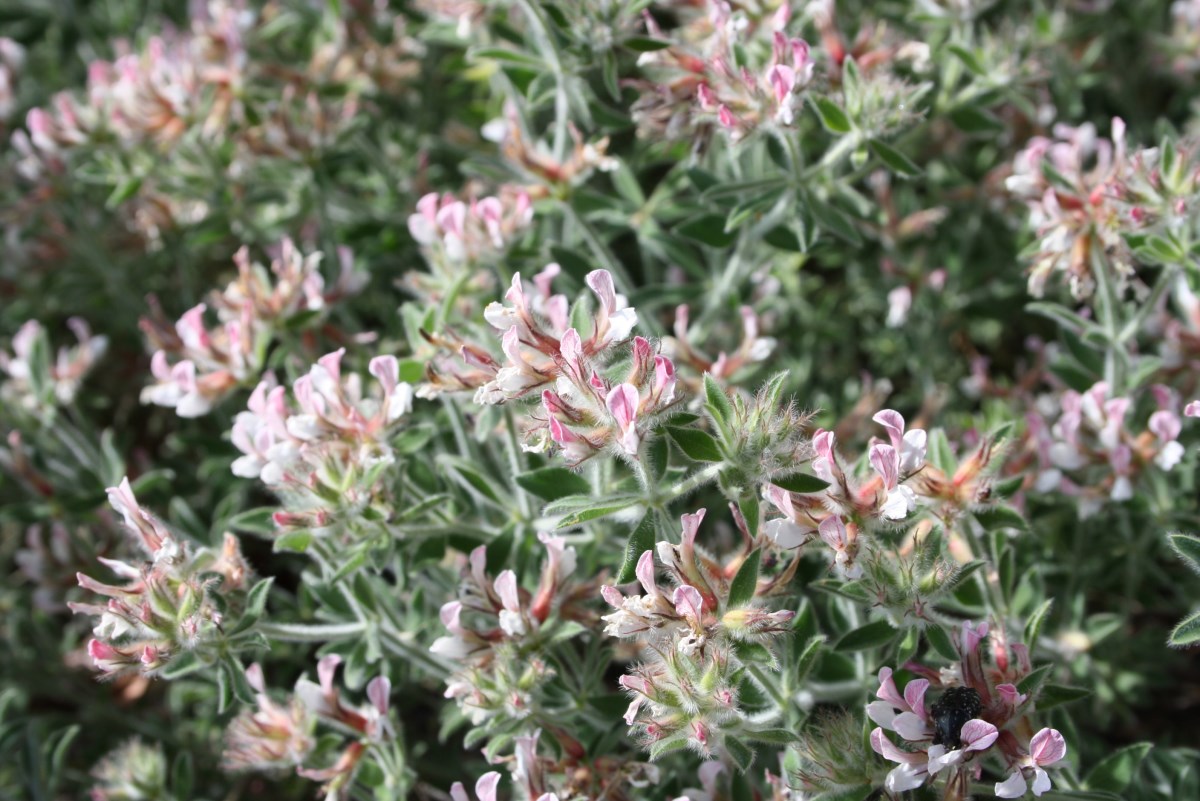 'Behaarde kanarieklaver'