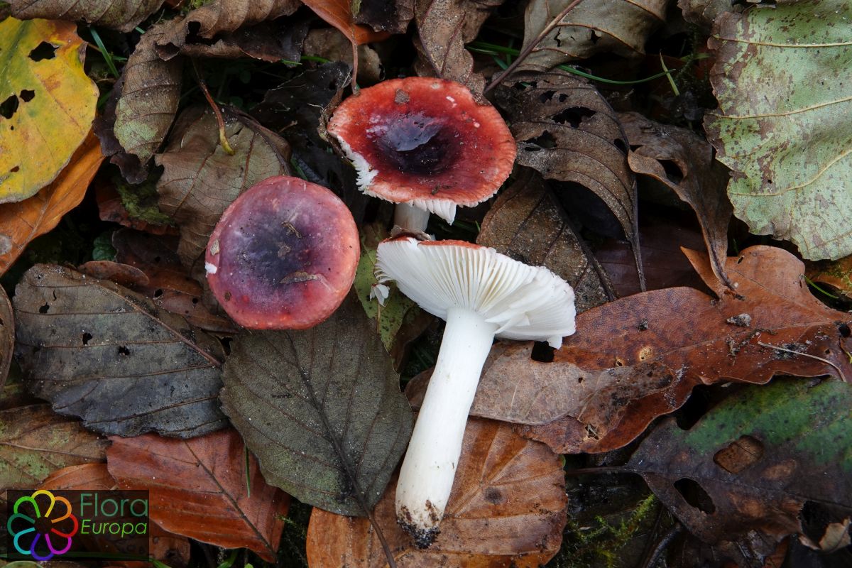 Zwartrode russula